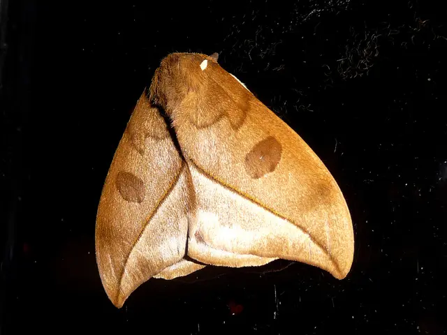 Flies are often drawn to land on people due to several reasons.