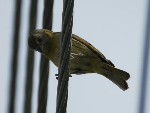 Disney takes legal action against Sling TV over daily cable subscription offers