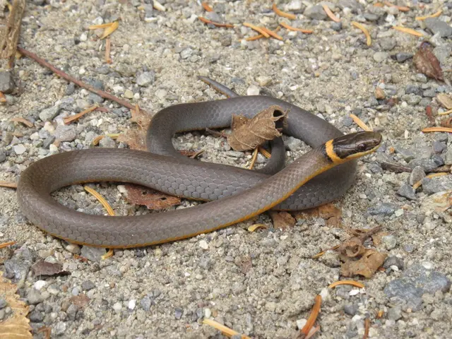 Poisonous snake, specifically a King Cobra, launches an assault on forest officials during a rescue...
