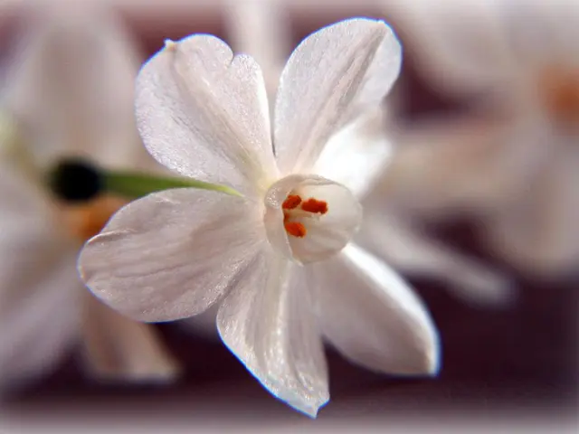 Updates on Pollenflug Mannheim: Busy Sunday Ahead - Identifying the Moving Pollen Species