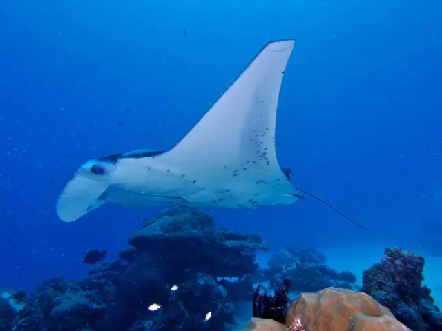 Dangerous outbreaks of poisonous red algae wreak havoc on marine life farms situated along the...