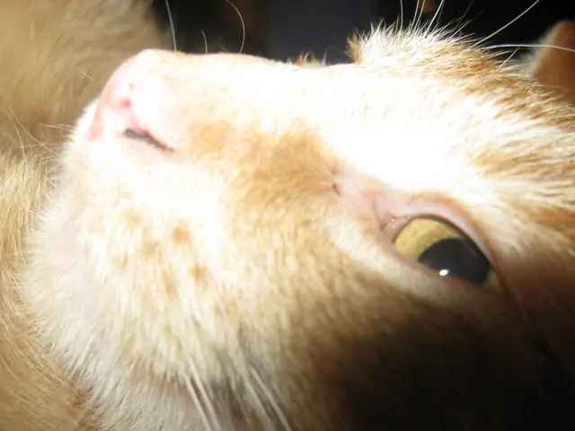 Eye Discharge in Cats: Understanding the 9 Most Common Causes