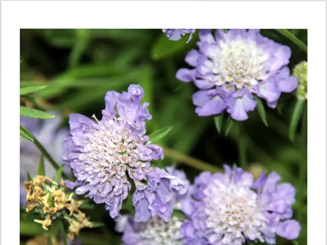 Exploring the Authentic Umami Flavor in Japanese Cooking: Katsuobushi Dissected