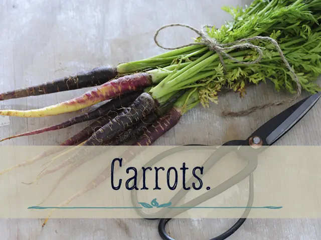 Artisans in Paderborn County demonstrate the traditional tool known as a harke at their annual fair