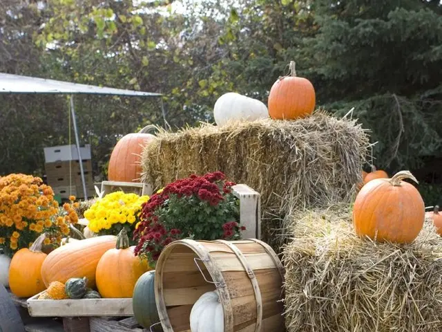 Majestic four-meter-tall sculptures showcased at the Saxon Pumpkin Event