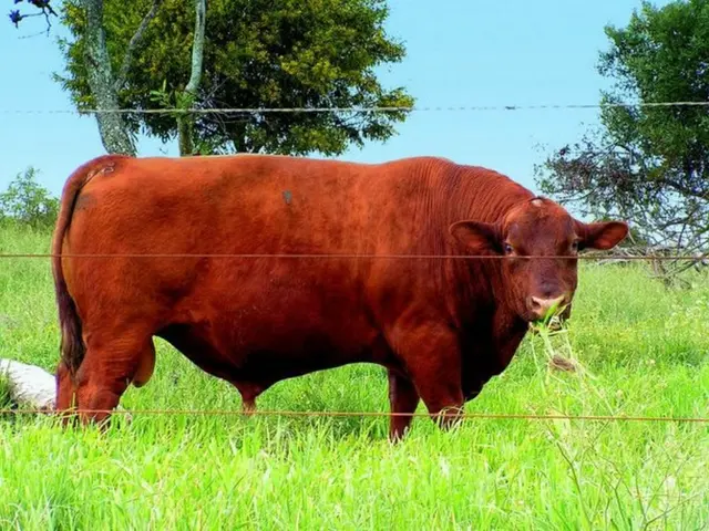 Cryptocurrency ChainLink targets a price of $30, witnessing an increase of 22% and potentially...