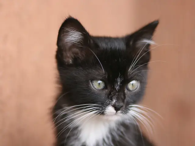 Enthusiasts in Britain are pushing the power output of the 911 Turbo S to an impressive 933 horses