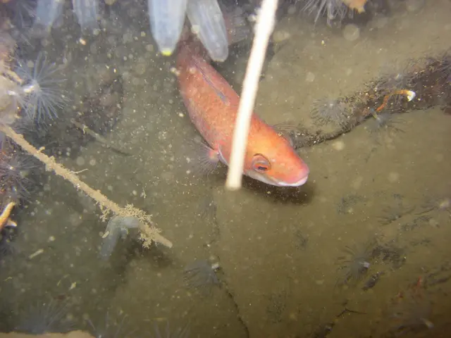 Fish and Plant Harmony in Sustainable Agriculture: Aquaponics and Permaculture Combined