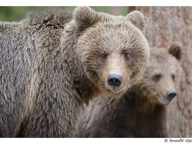 Massive PayPal withdrawals halted