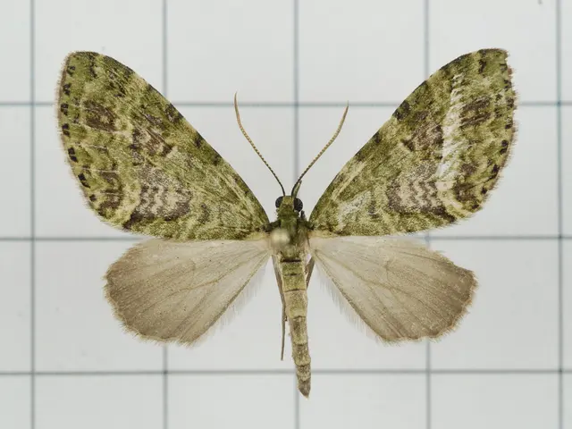 Updated travel stroller recommendations: Editor's Choice spotlights the latest Bugaboo Butterfly 2...