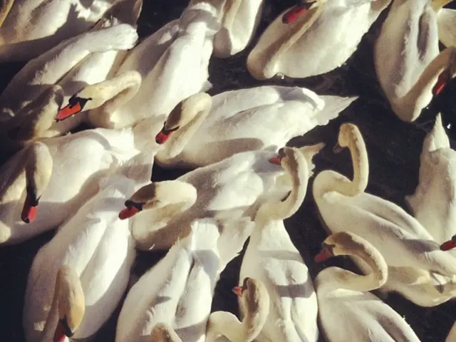 Sydney Swans remove Indhi Kirk, son of Brett Kirk, and Robbie Fox in a set of four player deletions