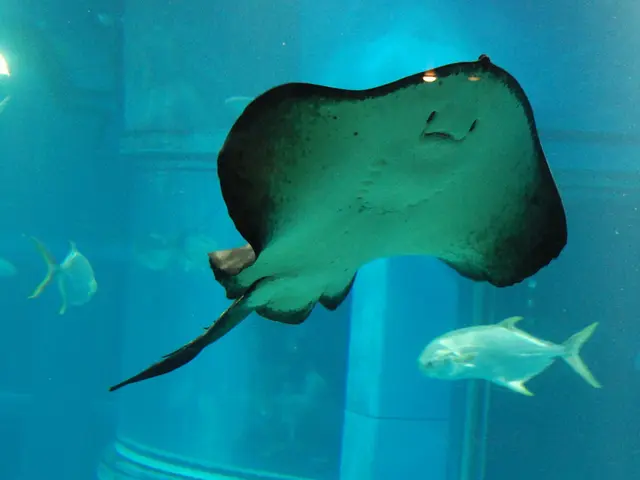 Pricey Aquatic Pets: A Look at the 20 Costliest Fish Species for Keeping as Pets