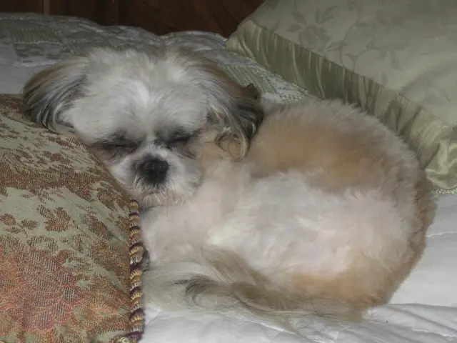 Reason for Canine Circular Behavior: Veterinary Insight Revealed