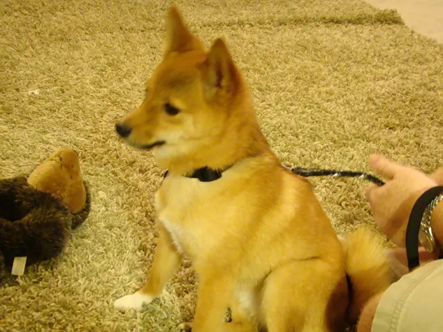 Canine get-together arrangement: Guidelines for organizing and understanding the outcomes