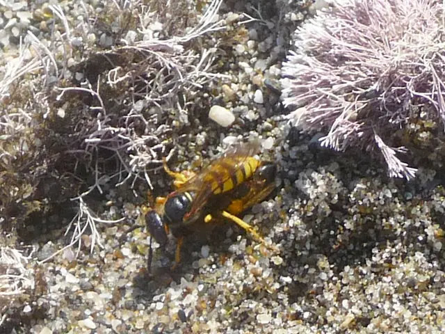 More hornet nests discovered in a fortnight's time