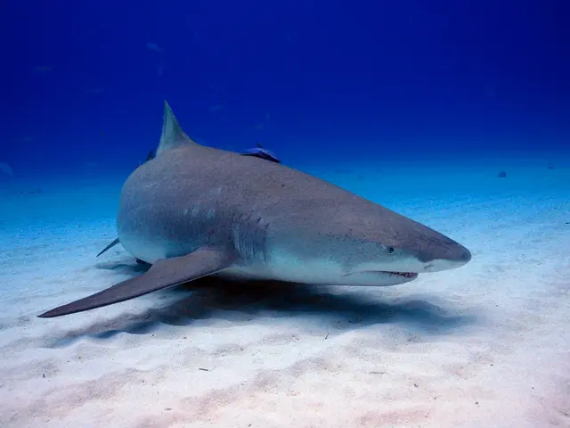 Encountering the Entity: Flippertron