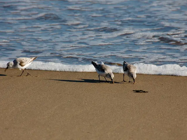 The Saudi Arabia-exclusive magpie bird species has been listed as endangered by the International...