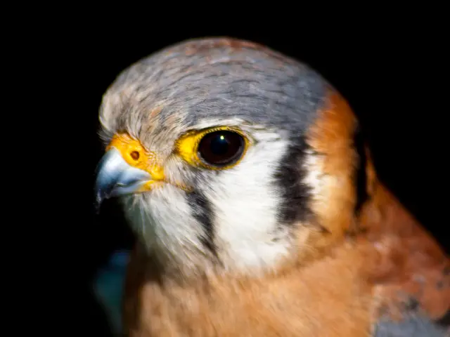 Perfect equipment for capturing wildlife in action