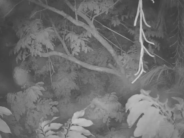 Trees shelter an astonishing one trillion microbes, researchers in the USA find