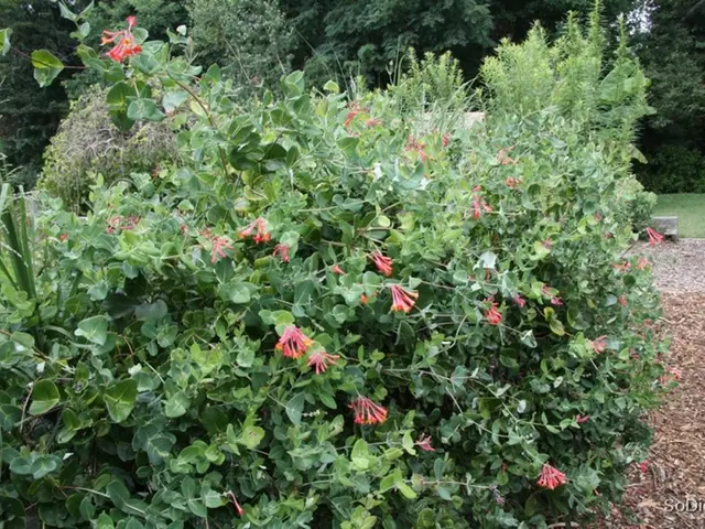 Blossoming Marvel: The Rose in question