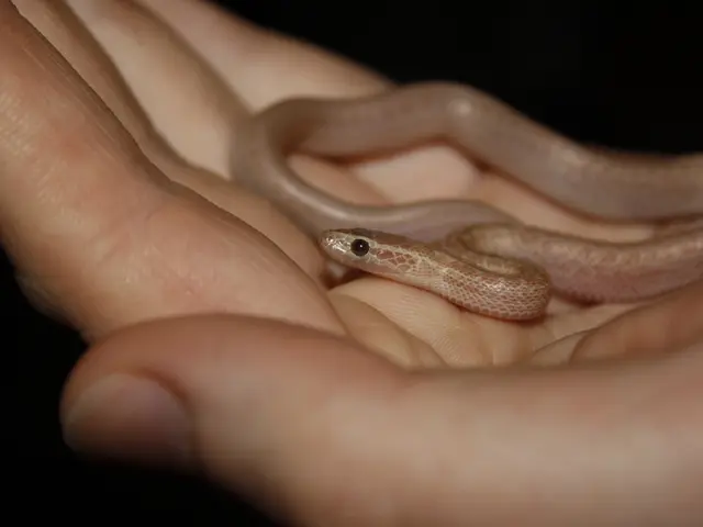 The Dark Triad: An Examination of Three Dangerous Personality Traits