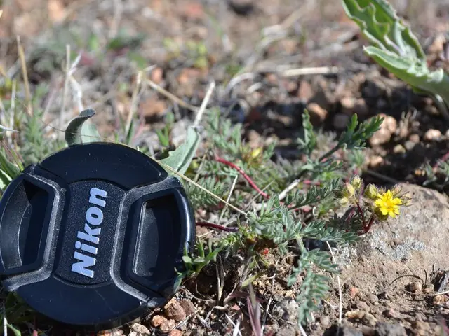 Strategies to Fertilize Lawns for Green, Vibrant Growth That Envy Neighborhood Onlookers