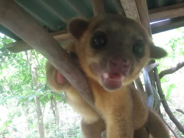 Investigation Initiated at Vantara Private Zoo Due to Wildlife and Moral Dilemmas by Supreme Court