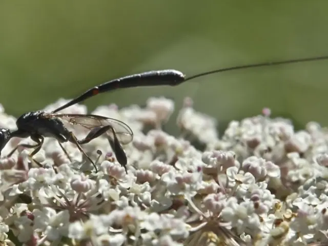 Request for submissions to develop a new gardening space in Dresden