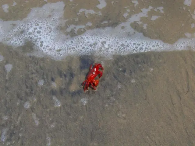 High financial expenditure associated with launching a beach in the area