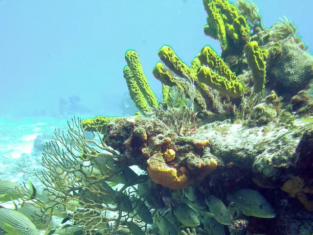 Restoration Project Revitalizes Herring River Estuary on Cape Cod, as Shown in New Video