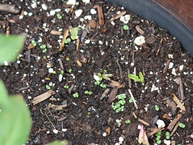 Transforming Soil Test Results Among Mehlich-3, Bray P, and Ammonium Acetate