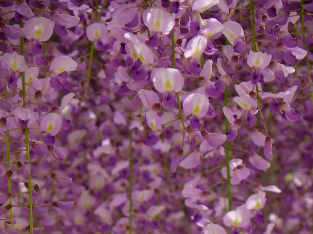 EU Markets Welcomes Zemcelpro, Pioneering Blood Cord Expansion Therapy