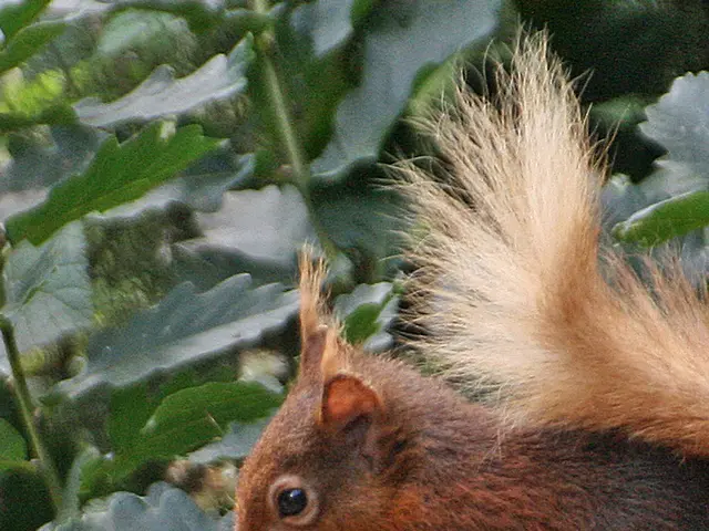 Squirrels Consuming Vegetation in Gardens: How to Shield Your Yard from Chewing Critters
