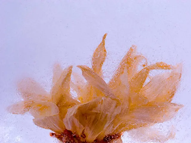 Reviving an Overwatered Peace Lily: Guide for Effective Resuscitation