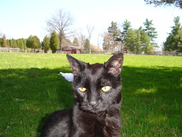 Feline star, Tonic the cat, gains spotlight in fresh action-comedy movie due to theft antics