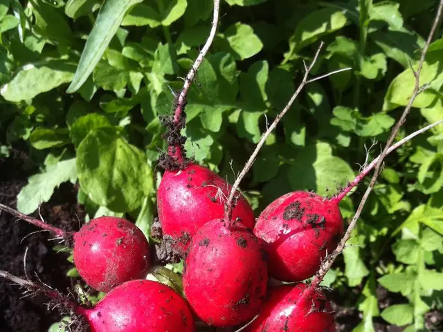 Homegrown Preserved Beets