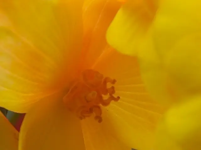 Pollen transport in Mülheim am Ruhr: Multiple pollen types in motion on Monday - Identified...