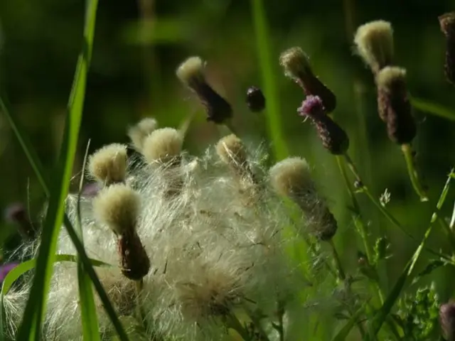 Harnessing Renewable Energy for Sustainable Agricultural Operations