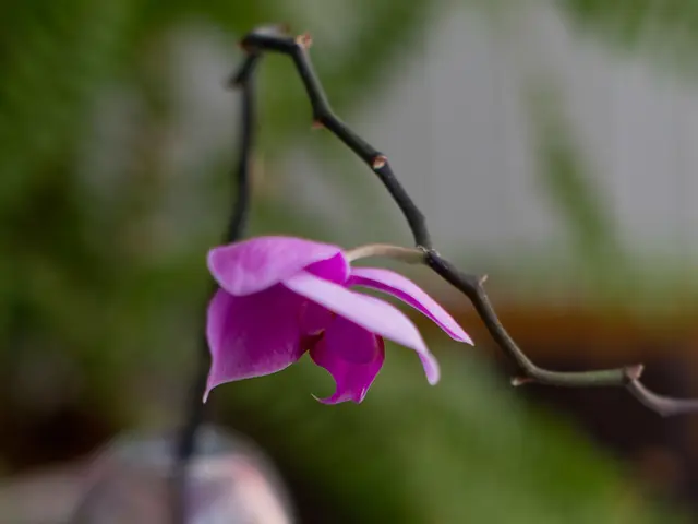 Uncovering the Potential Deadliness of Buttercups: Exploring the Toxicity Hidden in a Common...