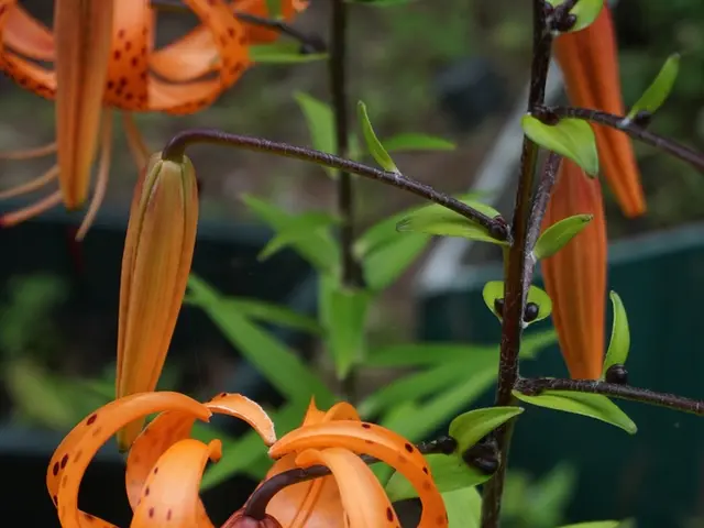 Frosty conditions alert issued for eastern Latvia