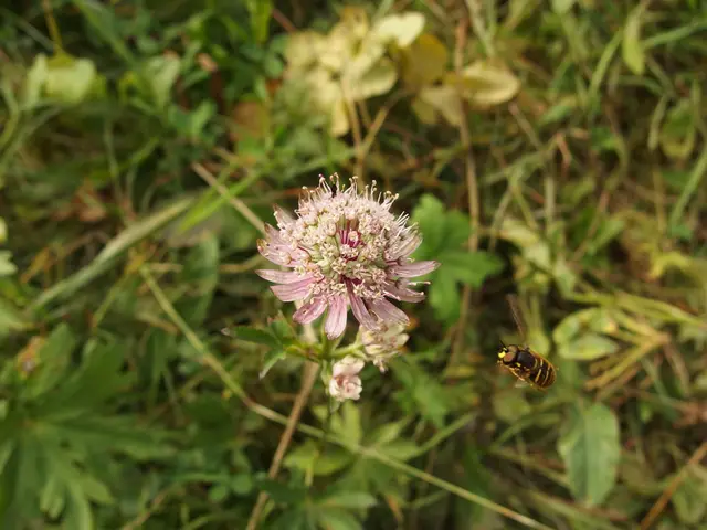 Burn a typical houseplant in your campfire for a natural and efficient insect deterrent