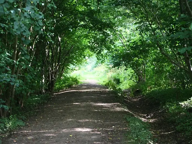 Timber Operations in the Kanzlerwood Forest
