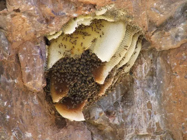 Encourage support for avian and insect life