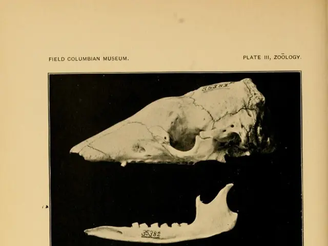 Fetal Development Update: Hardening of Infant Bones in Week 33