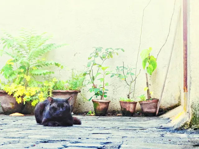 Cozy Bohemian Abode Recognized by Abundance of Greenery