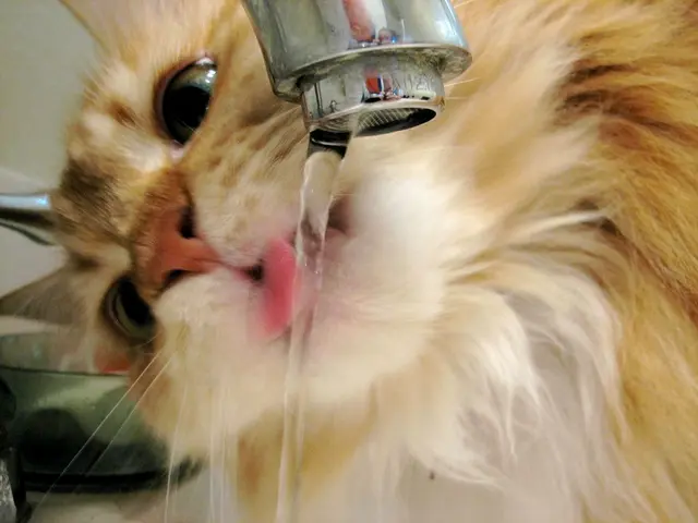 Excessive Water Consumption in Cats: What Could Be the Causes?