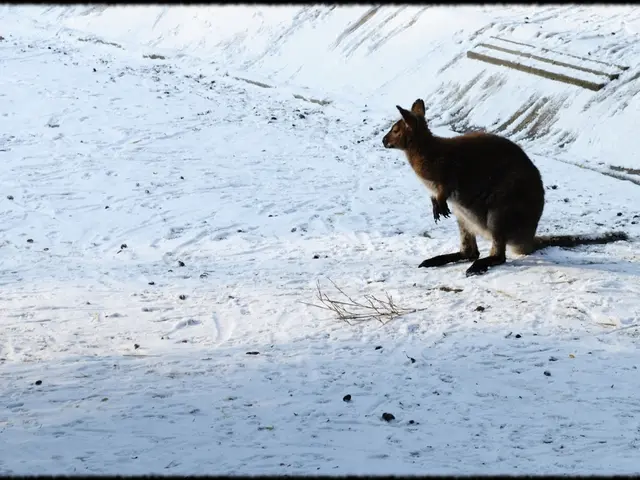 Australia finalizes a $450 million agreement with Nauru concerning deportations
