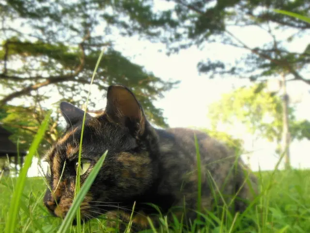Rain-soaked nighttime rescue - Firefighter extricates feline from rainwater drainpipe