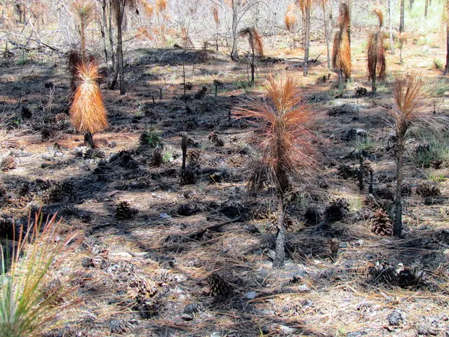 Crop species results from the combined 2025 agricultural project