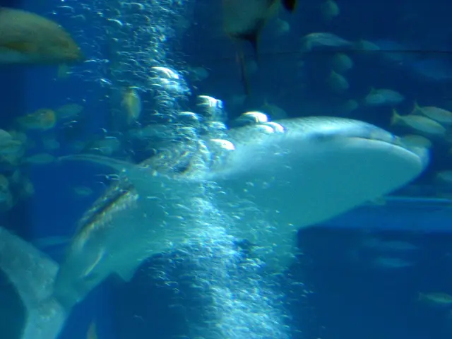 Some fish possess a warm-blooded mechanism, granting them an edge in speed over their shark...